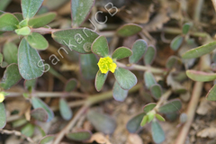 Portulaca oleracea
